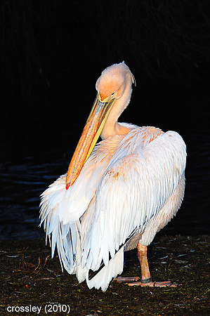 DSC_0578huaut1k