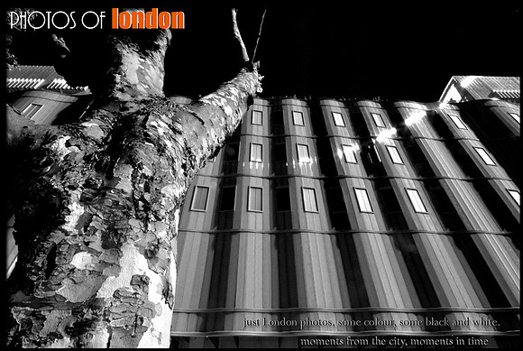 the tree man (central London)
