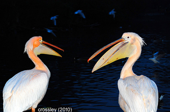 DSC_0588crpaut1k