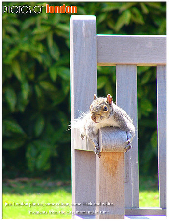 posing prostrate squirrel (Greenwich)