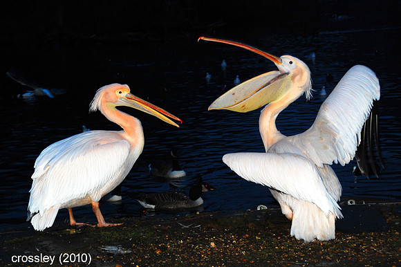 DSC_0591huaut1k