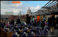 Peregrines for sale by the Millennium bridge