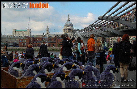 Peregrines for sale by the Millennium bridge