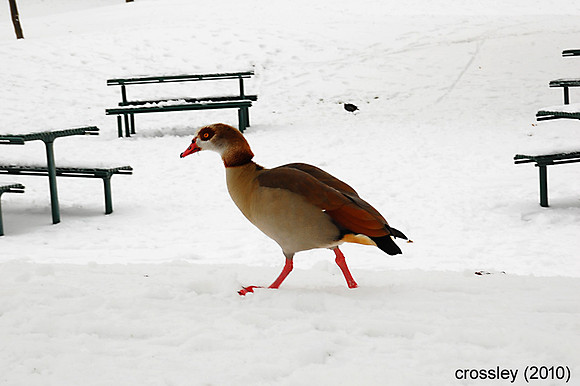 DSC_0477unsaut1k
