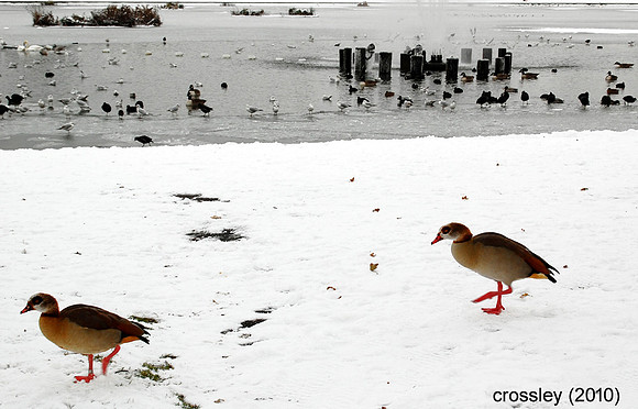DSC_0475crpaut1k